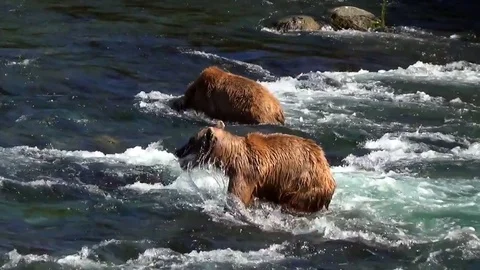 Brown Bear Dives in River &amp; Catches a Salmon Then Hurries Away Stock Footage 73216411