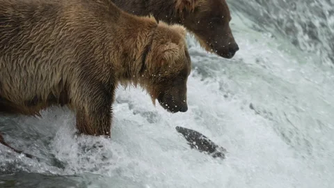 Brown Bear Divot 854 catching a Salmon at Brooks Falls - Slow Motion - Part 2 Stock-Footage 328128342