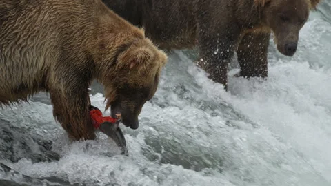 Brown Bear Divot 854 eating a Salmon at Brooks Falls - Slow Motion - Part 4 Stock-Footage 328129374