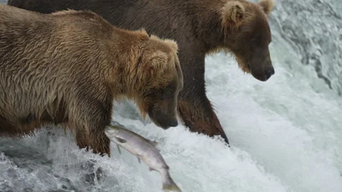 Brown Bear Divot 854 missing a Sockeye at Brooks Falls - Slow Motion - Part 1 스톡 동영상 328127264