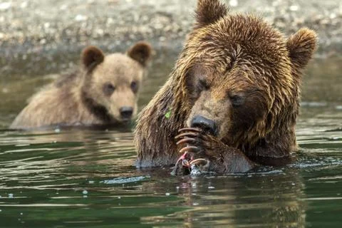 Brown bear does not want to share caught salmon with her cubs. Kurile Lake 스톡 사진