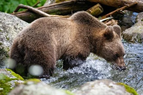 Brown bear drinking from the river in summer. Stock Photos