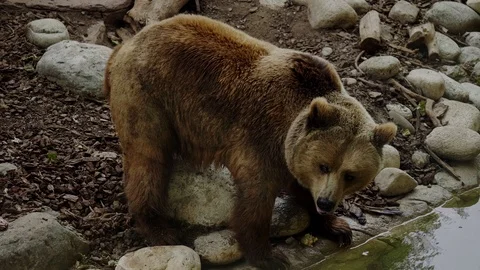 Brown bear drinking water 스톡 동영상 91459449