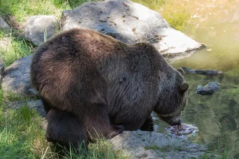 Brown bear drinking water Stock Photos