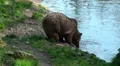 Brown bear drinking water from pond HD Footage