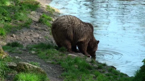Brown bear drinking water from pond 스톡 동영상 38042715
