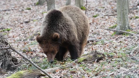 Brown bear eat grass in the spring forest Stock Footage 230098445