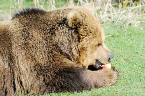 Brown bear eating apple Stock Photos
