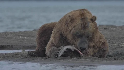 Brown bear eating fish Stock Footage 77663627