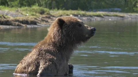 Brown bear eating fish Video stock 77664734