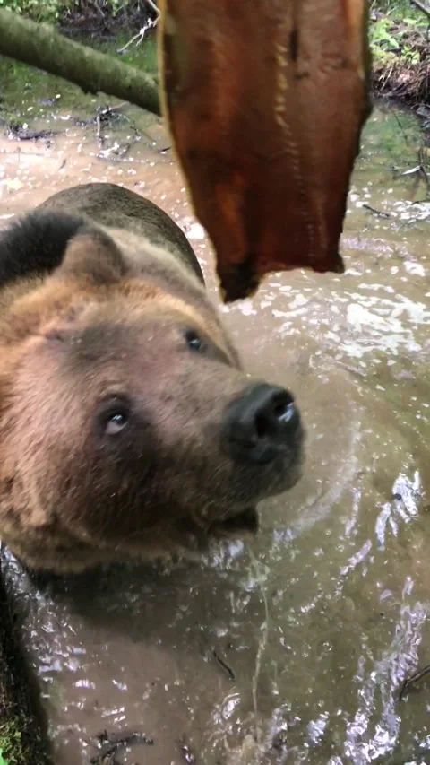Brown Bear eating fish Video stock 144214455