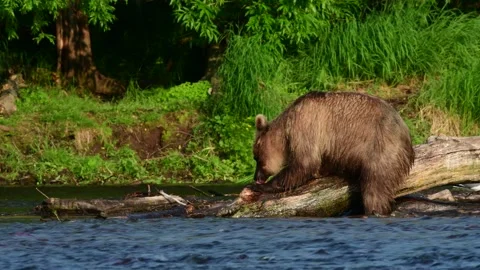 Brown bear eating fish. Kamchatka brown bear fishing for salmon at the river. Video stock 159045152