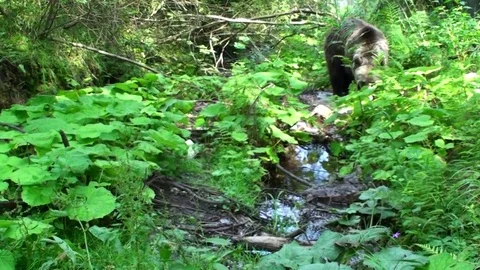 Brown bear eating Vídeos de archivo 78545380