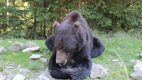 Brown bear eating 库存影片 81232522