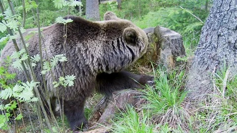 Brown bear eating in forest Stock Footage 78874945