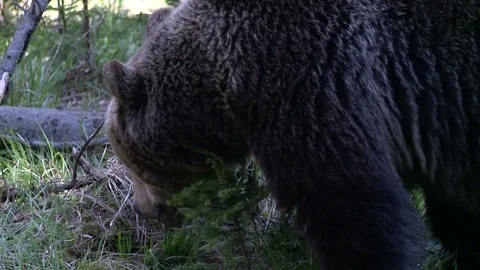 Brown bear eating  in forest Vídeos de archivo 78875086
