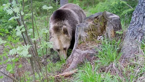Brown bear eating in forest Vídeos de archivo 78876012