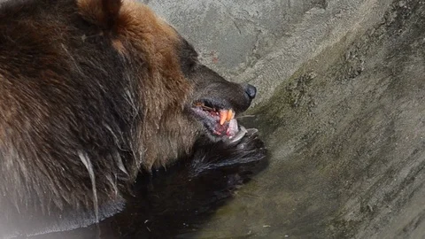 Brown bear eating fresh fish in water Stock Footage 90337852