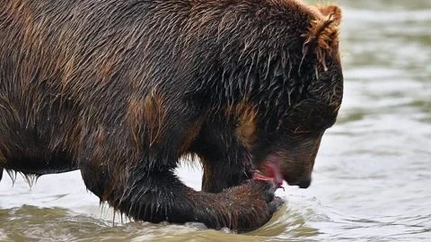 Brown Bear Eating Fresh Salmon in a River During the Annual Spawning Season Vídeo Stock 338256571