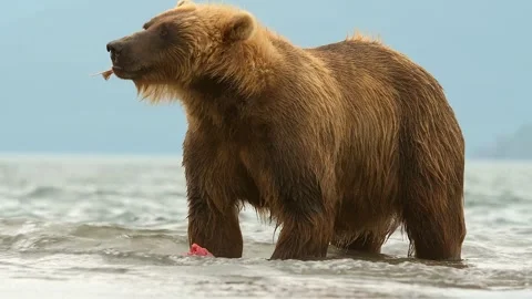 Brown Bear Eating Fresh Salmon Catch in a River Stock Footage 338256984