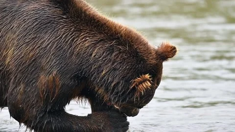 Brown Bear Eating Fresh Salmon in a River Stock Footage 338257035