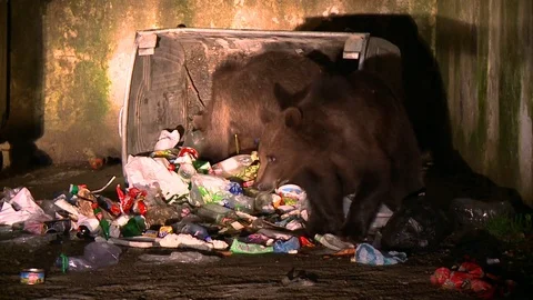 Brown bear eating in garbage Vídeos de archivo 78826099