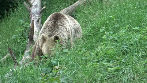 Brown bear eating grass in forest 스톡 동영상 201144520