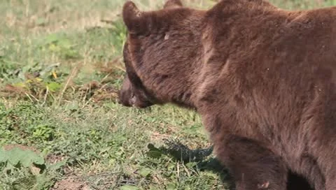 Brown bear eating grass nearby forest / Ursus arctos Stock Footage