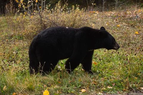 Brown bear eating in the grass Stock Photos