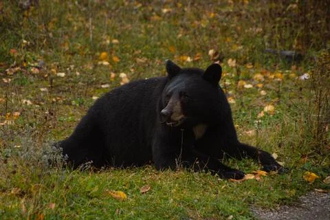 Brown bear eating in the grass Stock Photos