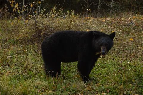 Brown bear eating in the grass Stock Photos