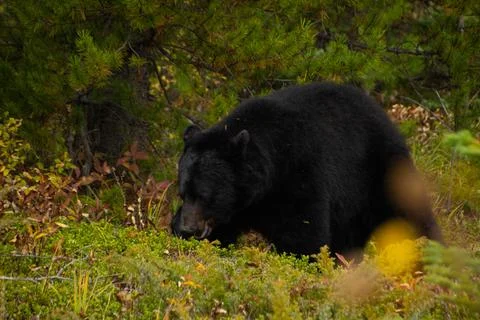 Brown bear eating in the grass Stock Photos
