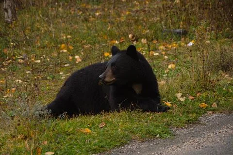 Brown bear eating in the grass Stock Photos