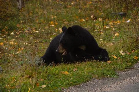 Brown bear eating in the grass Stock Photos