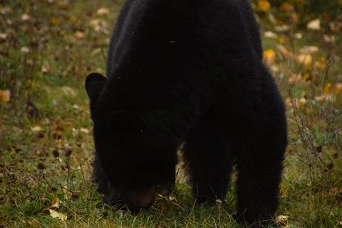 Brown bear eating in the grass Stock Photos