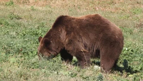 Brown Bear eating grass, Ursus arctos Video stock 10561299