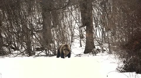 Brown Bear Eating Looking and Playing in Winter Season with Snow in Wild Forest Stock Footage 21482412