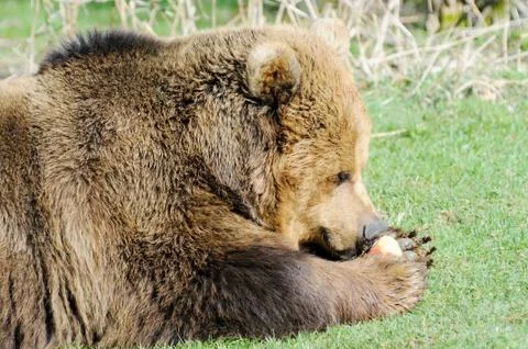 Brown bear eating Stock Photos