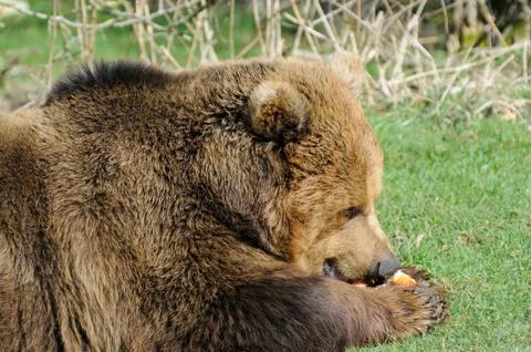 Brown bear eating Stock Photos
