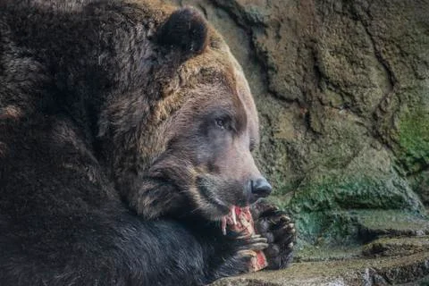 Brown bear eating Stock Photos