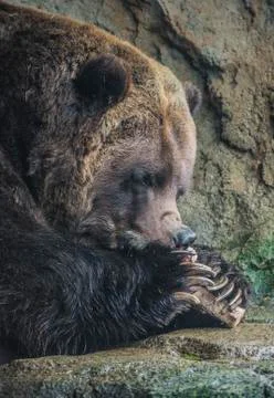 Brown bear eating Stock Photos