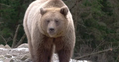 Brown Bear, Eating, Playing, Sitting, Looking, Nature, Wilderness Stock Footage 61873458