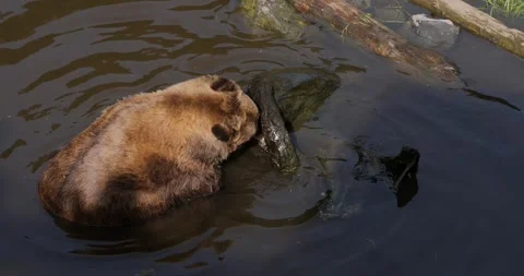 Brown bear eating in a pond, Sitka, Alaska. Stock Footage 332626186