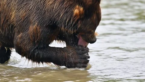 Brown Bear Eating Salmon Caught in River During Autumn Fishing Season Vídeo Stock 338256921