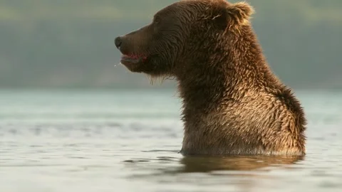 Brown Bear eating Salmon fish in Lake Kuril Kamchatka Stockbeeldmateriaal 291623928