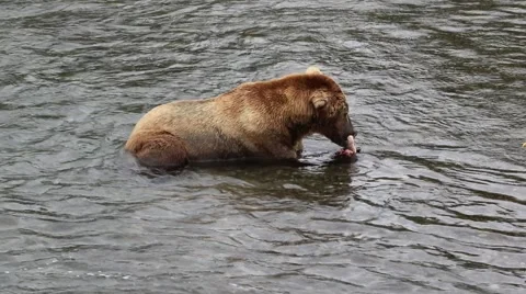 Brown Bear Eating a Salmon in a River Stock Footage 52549448