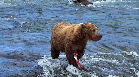 Brown Bear Eating Salmon On Top of The Falls Version Two Stock Footage 51167644
