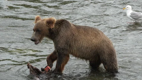 Brown Bear eating salmon while seagull watches - Slow Motion Stock Footage 276191502