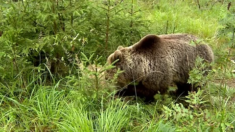 Brown bear  eating a sheep Vídeos de archivo 78542285