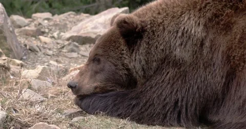 Brown Bear, Eating, Sitting, Looking, Nature, Wilderness Stock Footage 61873024